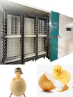 Automatic Large Scale Chicken Egg Hatching Machine Hatching Rate 98%