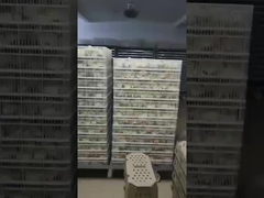 最も一般的なインキュベーターの種類は何ですか？